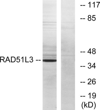 Rad51D rabbit pAb