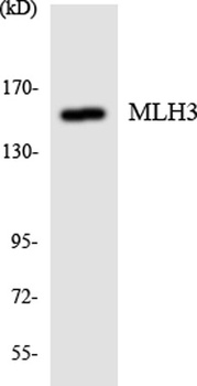 Rad51D antibody