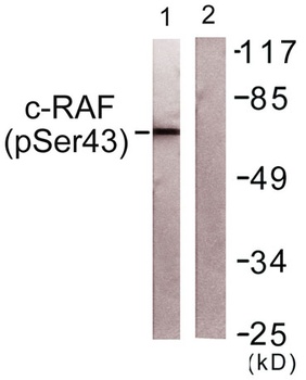 Raf-1 (phospho Ser43) rabbit pAb