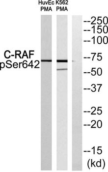 Raf-1 (phospho Ser642) rabbit pAb