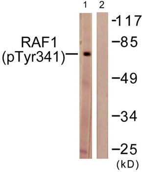 Raf-1 (phospho-Tyr341) antibody