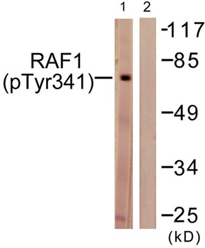Raf-1 (phospho Tyr341) rabbit pAb