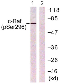 Raf-1 (phospho-Ser296) antibody