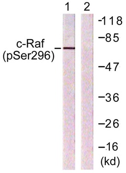 Raf-1 (phospho Ser296) rabbit pAb