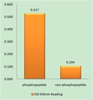 Raf-1 (phospho Ser289) rabbit pAb