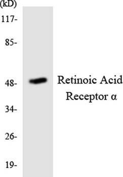 RAR alpha antibody