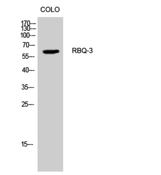 RBQ-3 rabbit pAb