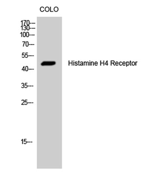 Histamine H4 Receptor rabbit pAb