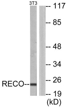 Recoverin rabbit pAb