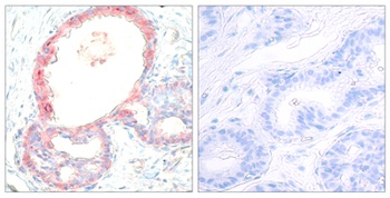 c-Rel (phospho-Ser503) antibody