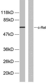 c-Rel (phospho Ser503) rabbit pAb