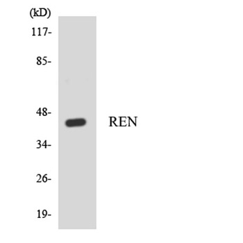 Renin antibody