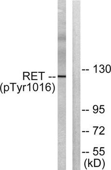 Ret (phospho Tyr1015) rabbit pAb