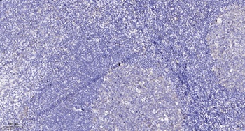 Ret (phospho-Tyr1015) antibody