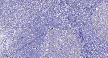 Ret (phospho Tyr1015) rabbit pAb