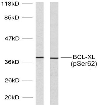 Bcl-x (phospho-Ser62) antibody