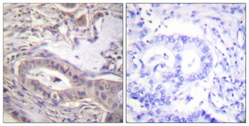 Bcl-x (phospho-Thr47) antibody