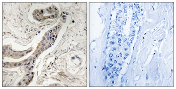 Bcl-x (phospho Thr115) rabbit pAb