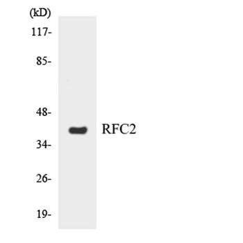 RFC2 rabbit pAb