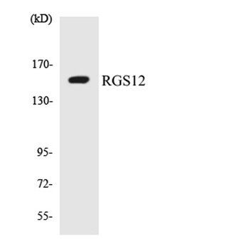 RGS12 antibody