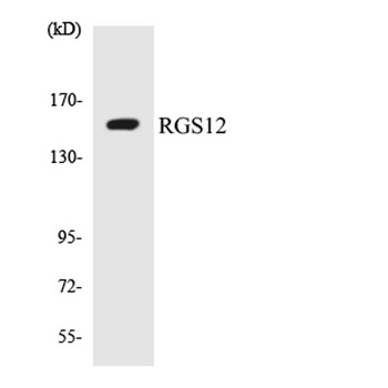 RGS12 rabbit pAb