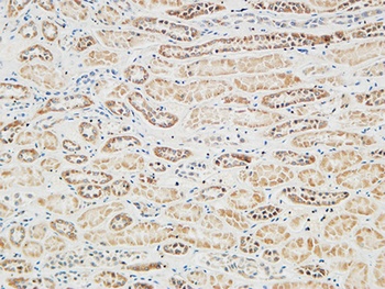 RGS16 rabbit pAb