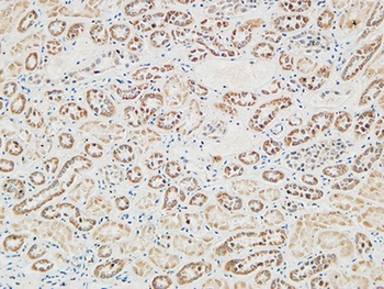 RGS16 rabbit pAb