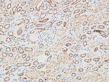 RGS16 rabbit pAb