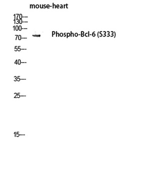 Bcl-6 (phospho-Ser333) antibody