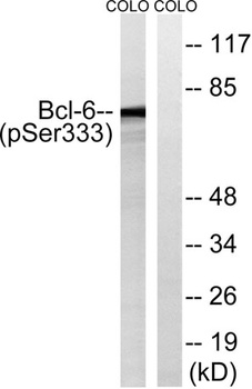 Bcl-6 (phospho-Ser333) antibody