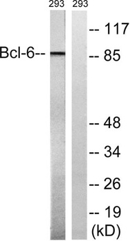 Bcl-6 rabbit pAb
