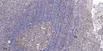 Bcl-6 antibody