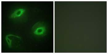 Latherin rabbit pAb Antibody