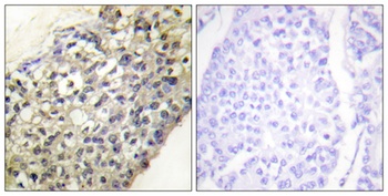 Latherin rabbit pAb Antibody