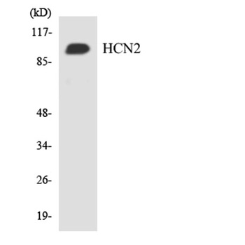 HCN2 rabbit pAb