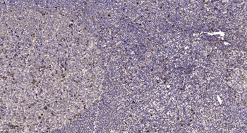 HCN2 rabbit pAb