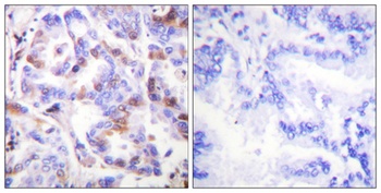 RPA32 (phospho-Thr21) antibody