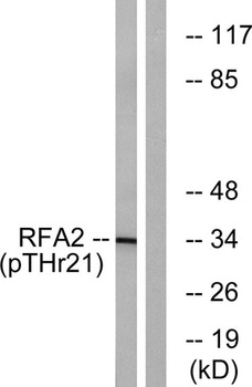RPA32 (phospho-Thr21) antibody
