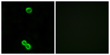 Ribosomal Protein L3L rabbit pAb