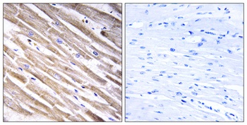 Ribosomal Protein L3L rabbit pAb