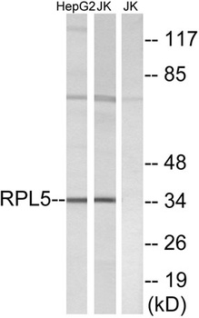 Ribosomal Protein L5 rabbit pAb