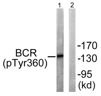 Bcr (phospho Tyr360) rabbit pAb