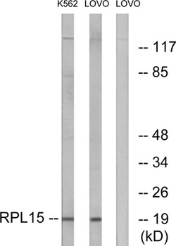 Ribosomal Protein L15 antibody