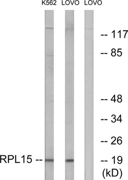 Ribosomal Protein L15 rabbit pAb