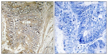 Ribosomal Protein L37A rabbit pAb