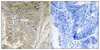 Ribosomal Protein L37A antibody