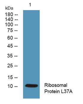 Ribosomal Protein L37A antibody
