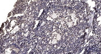 Ribosomal Protein S6 (phospho Ser235) rabbit pAb