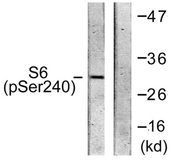 Ribosomal Protein S6 (phospho-Ser240) antibody