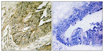 Rsk-1 (phospho-Ser380) antibody